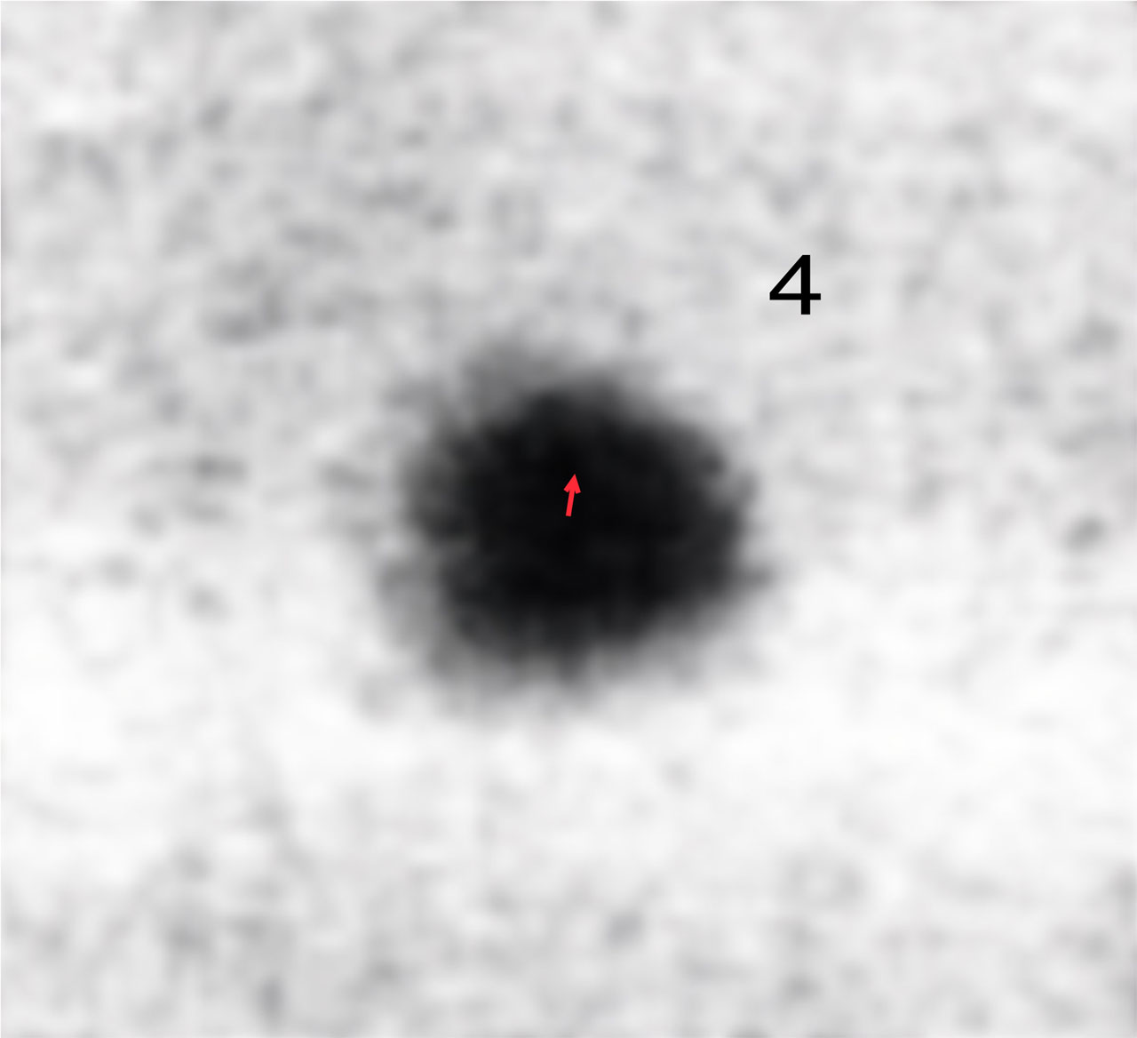 Enlarged image of star 4 from one of the 4 inch Cortie telescope plates. The red arrow shows the shift of 0.75 seconds of arc predicted by Einstein for this star. Image courtesy of Robin Catchpole.